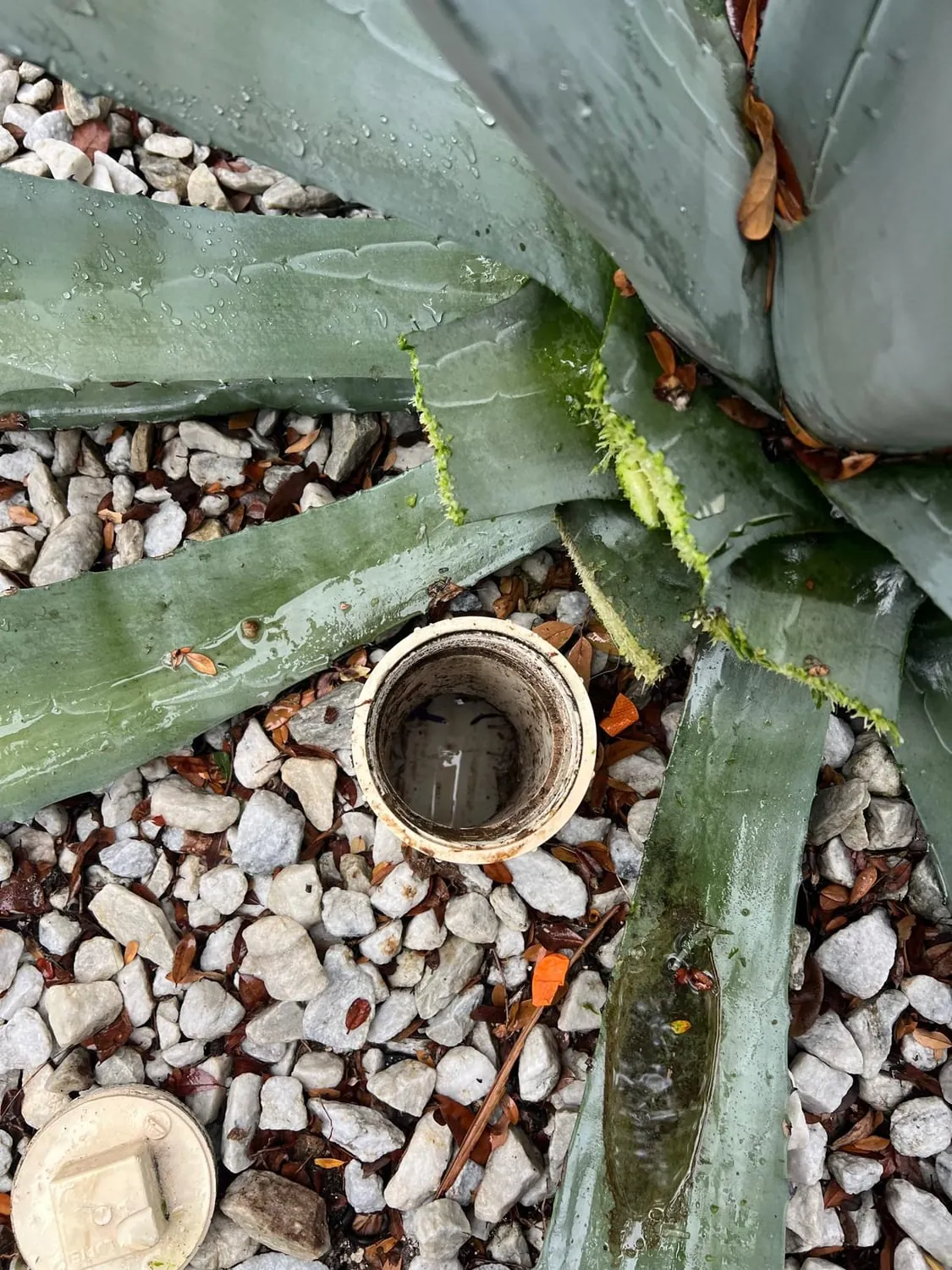 Open outdoor sewer cleanout among rocks and agave plants