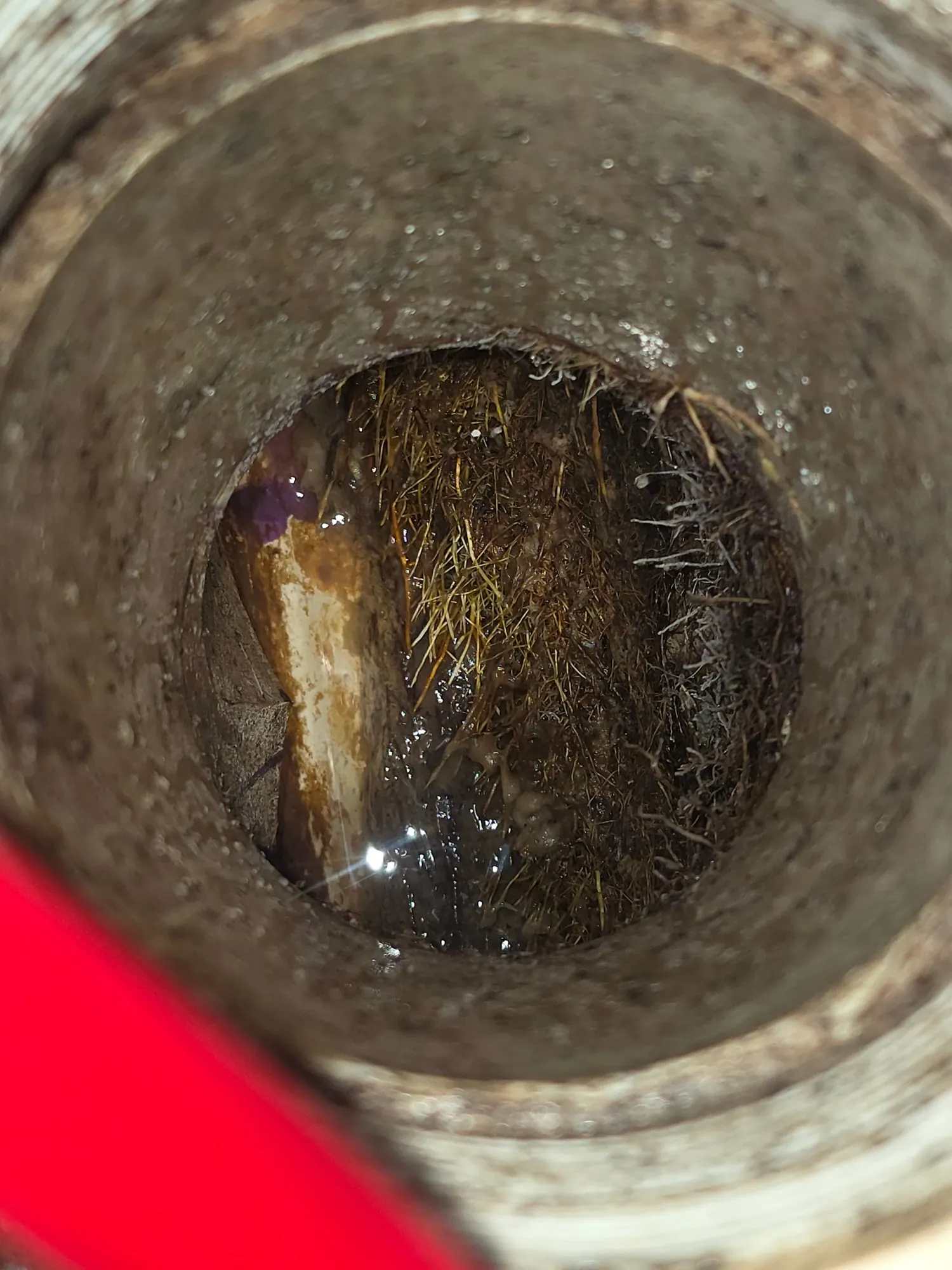 Tree roots growing inside a sewer line seen through the cleanout