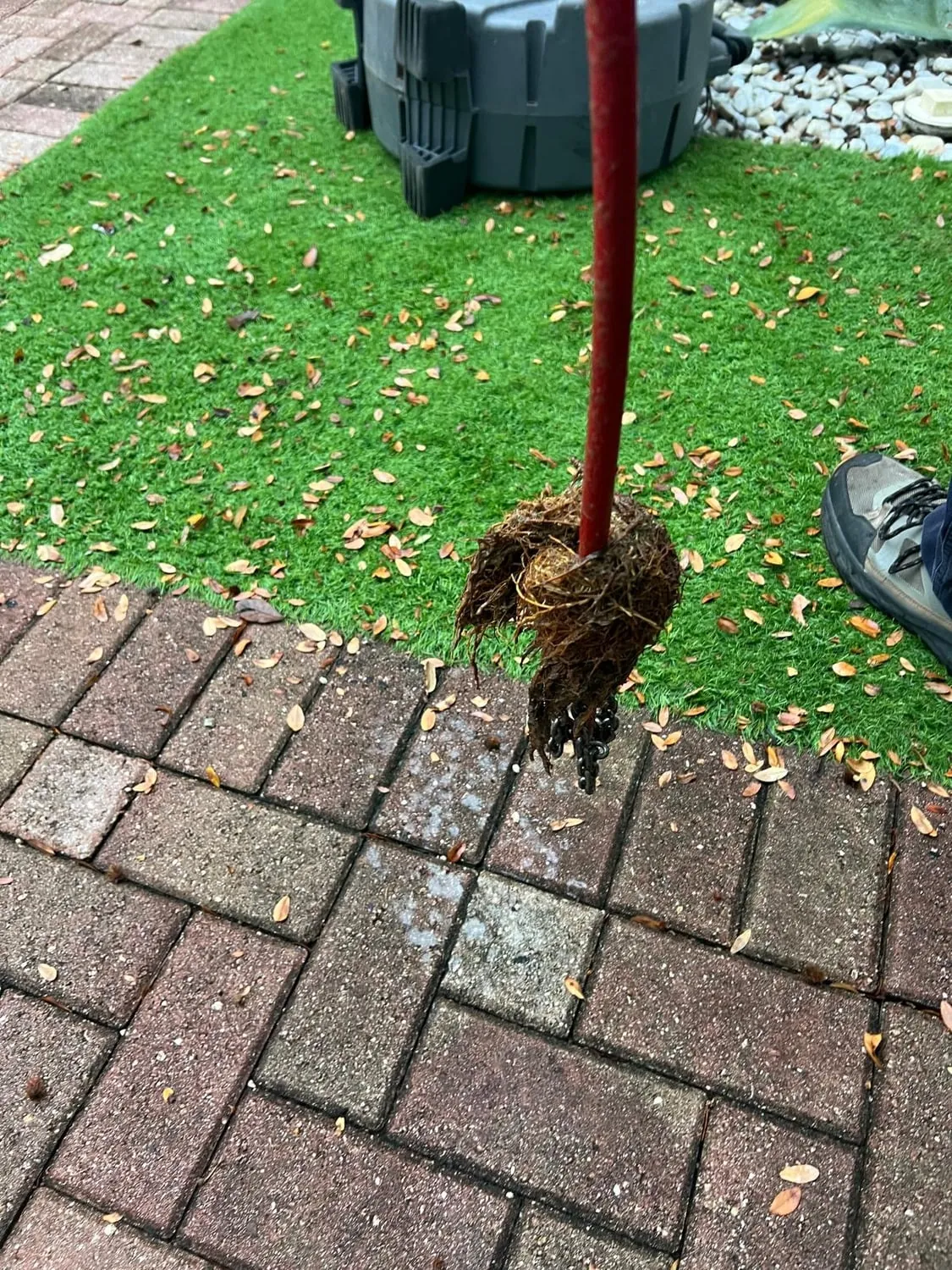 Tree roots wrapped on a drain cable above a brick paver walkway