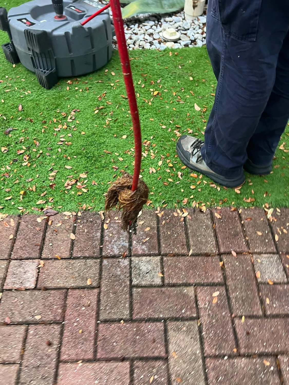 Clump of tree roots on the end of a drain cable pulled from a main line